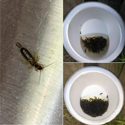 Comma Looking Insect If You Find These Scary-Looking Insects in Your Home, Here’s What It ...