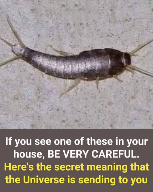 If you see one of these in your house, BE VERY CAREFUL. Here’s the