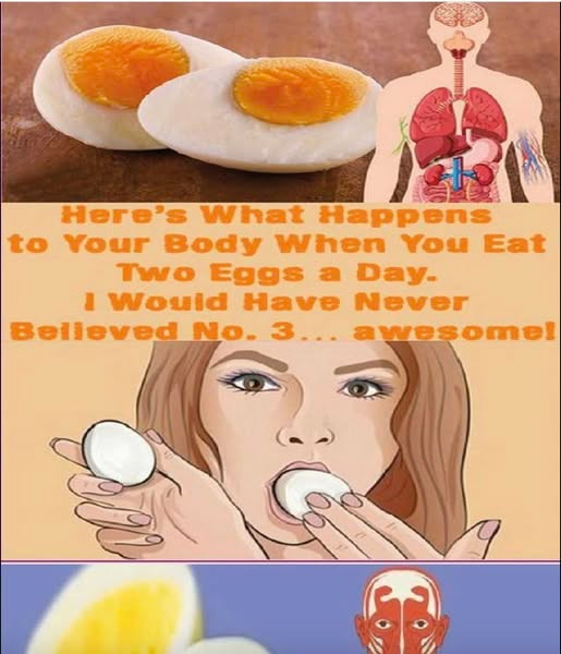What happens if you eat two eggs a day - Weveryday Stories