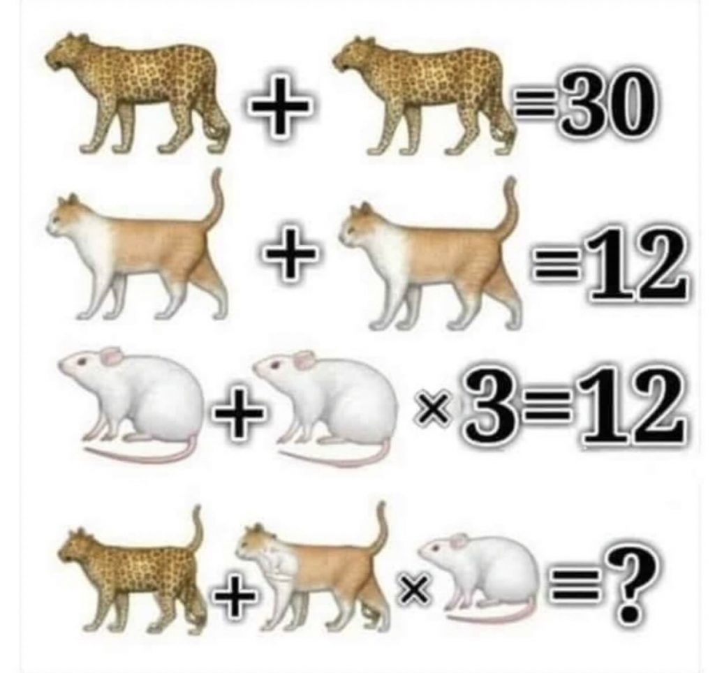 Math Rat Solve This Cat, Leopard And Mouse Math Riddle - Weveryday Stories