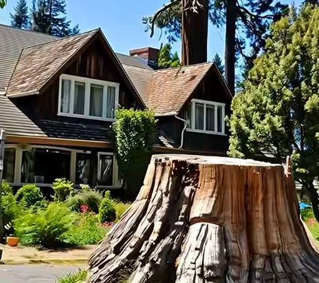 When a Jealous Neighbor Destroyed Our 200-Year-Old Tree — I Had to Put