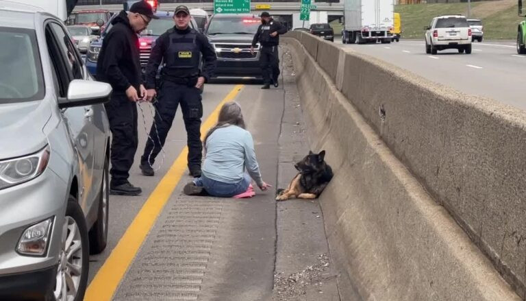 Heroic Highway Rescue: Woman Saves Injured German Shepherd from Busy ...