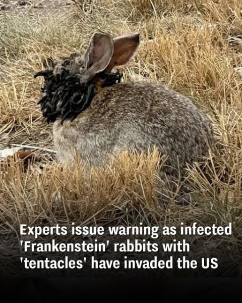 Experts issue warning as infected 'Frankenstein' rabbits with ...