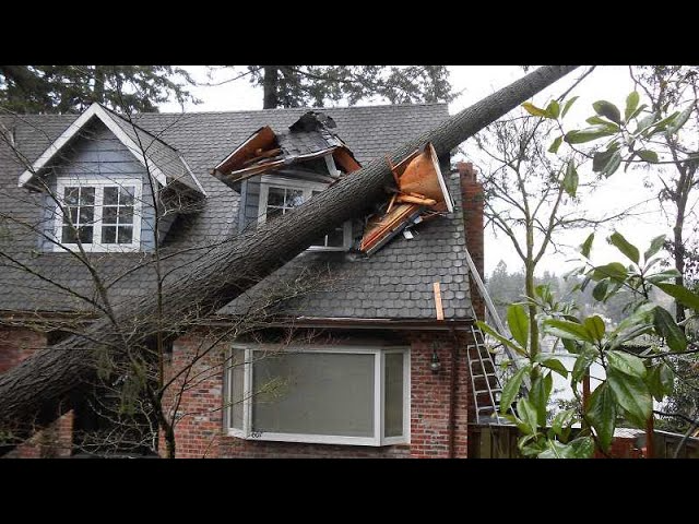 Dangerous Idiots Tree Felling With Chainsaw, Big Tree Removal Fails ...