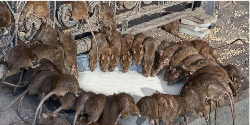 A Natural Solution: Making Rats and Mice Vanish Without Harm ...