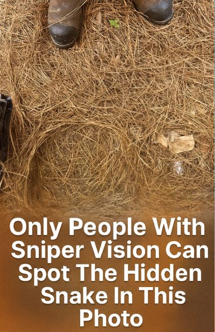 A Snake Is Hidden in This Photo — Can Your Sniper Vision Spot It ...